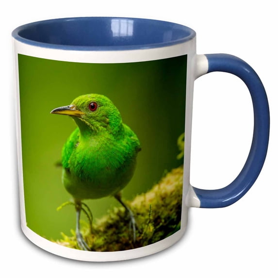 Costa Rica, Sarapiqui River Valley. Green honeycreeper bird on limb. 15oz Two-Tone Blue Mug mug-258556-11