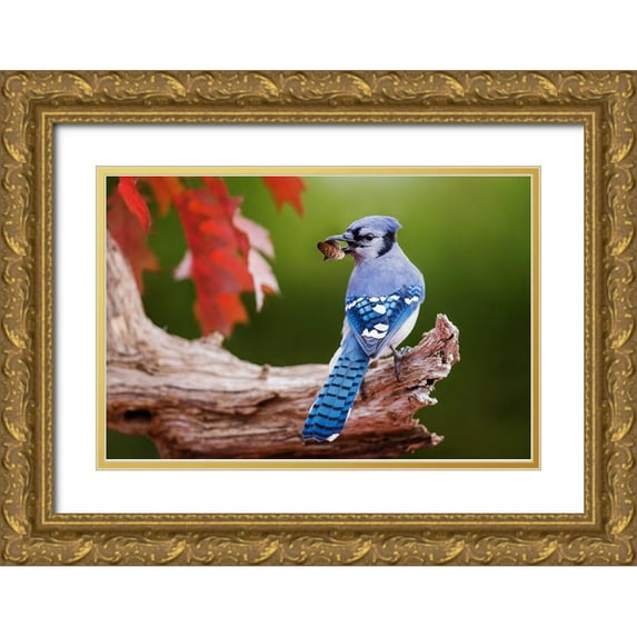 Costina, Mircea 24x17 Gold Ornate Wood Framed with Double Matting Museum Art Print Titled - Blue Jay With Acorn