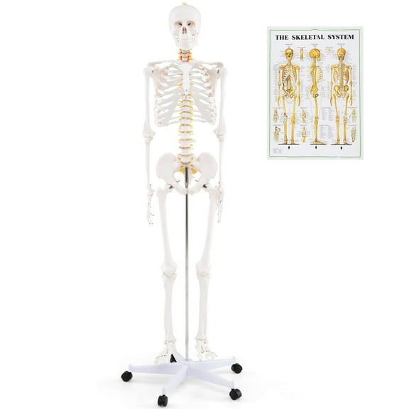 Costway 70.8" Life Size Human Skeleton Model Anatomical Skeleton with Nerves System