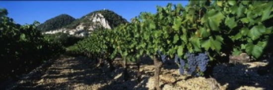 Cote Du Rhone Vineyard Provence France Canvas Art - Panoramic Images (36 x 12)