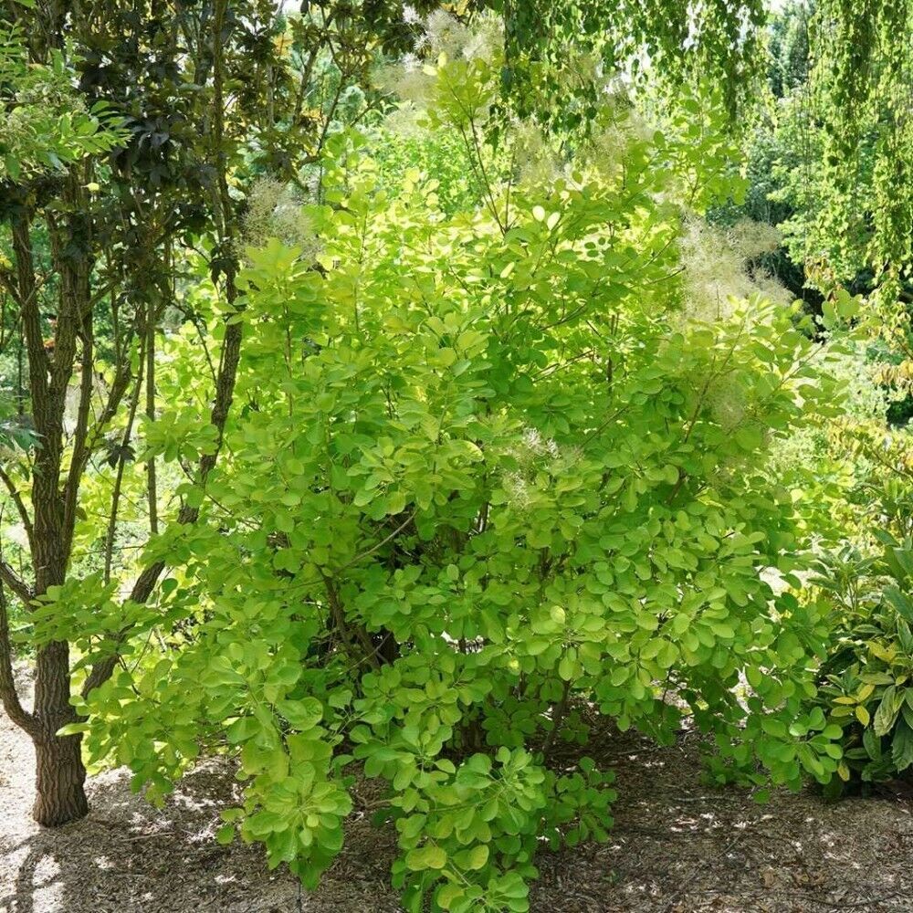 Cotinus Winecraft Gold Smokebush Live Plant 4" Pot Proven Winners