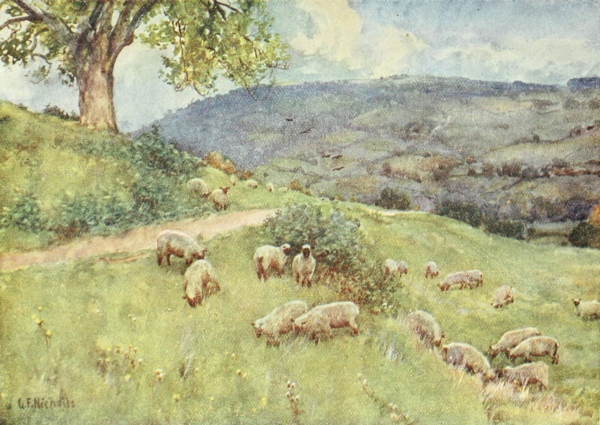 Cotswolds 1920 A Cotswold sheep pasture Canvas Art - George F Nicholls (24 x 36)