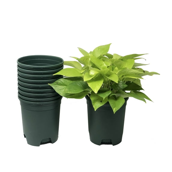 Cotta Planters 1 Gallon Nursery Pots 30-Pack 6 inch Plastic Planters Liners Greenhouse supplies, Green