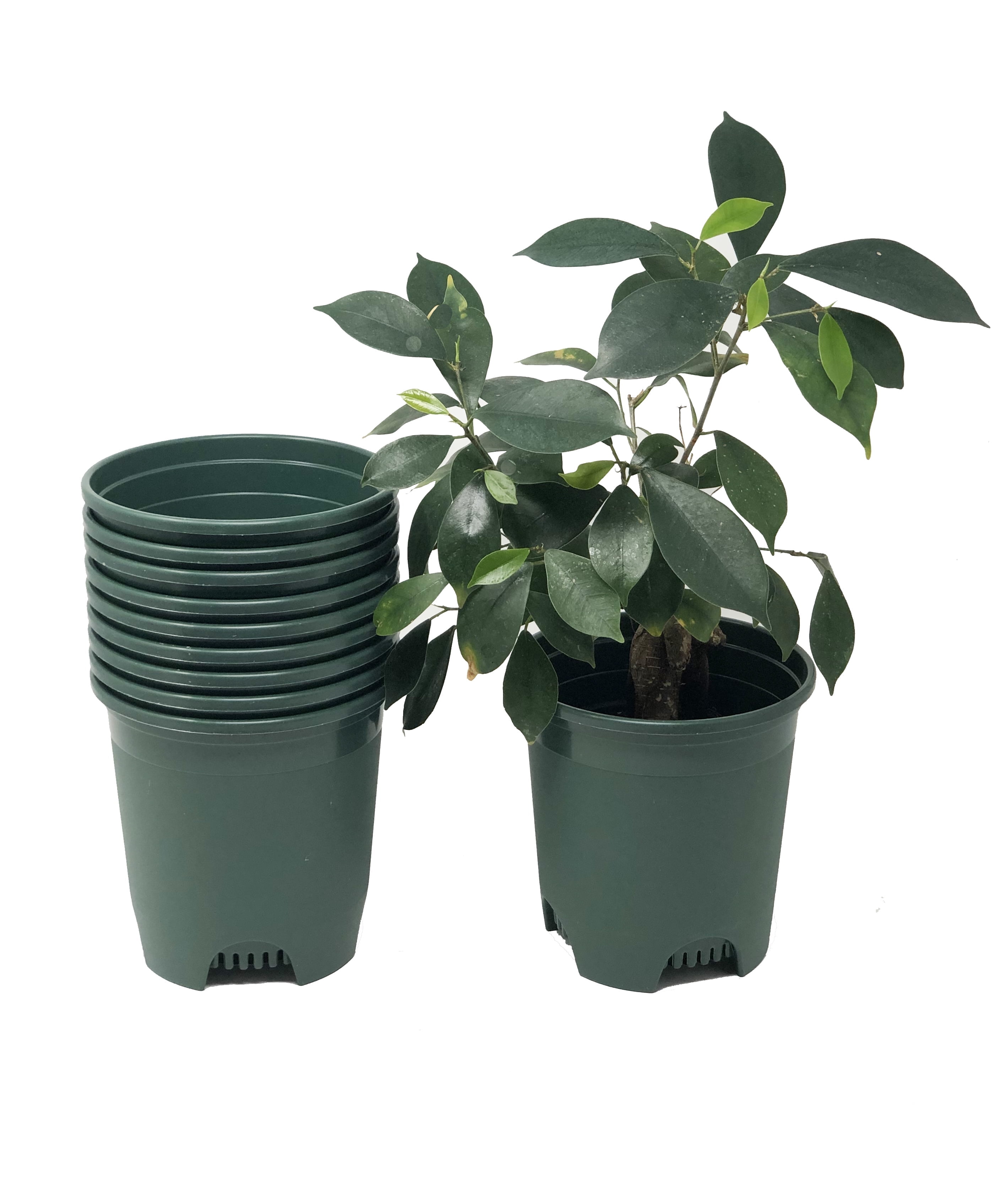 Cotta Planters 30-Pack 0.5 Gallon Plastic Nursery Plant Pots, Heavy Duty BPA-Free Recycled Plastic, Green