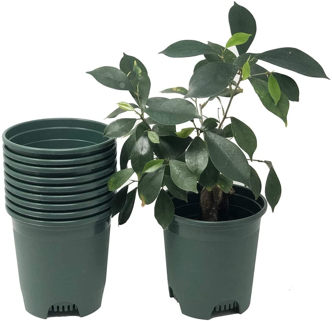 Cotta Planters 10-Pack 0.5 Gallon Plastic Nursery Plant Pots, Heavy Duty BPA-Free Recycled Plastic, Green