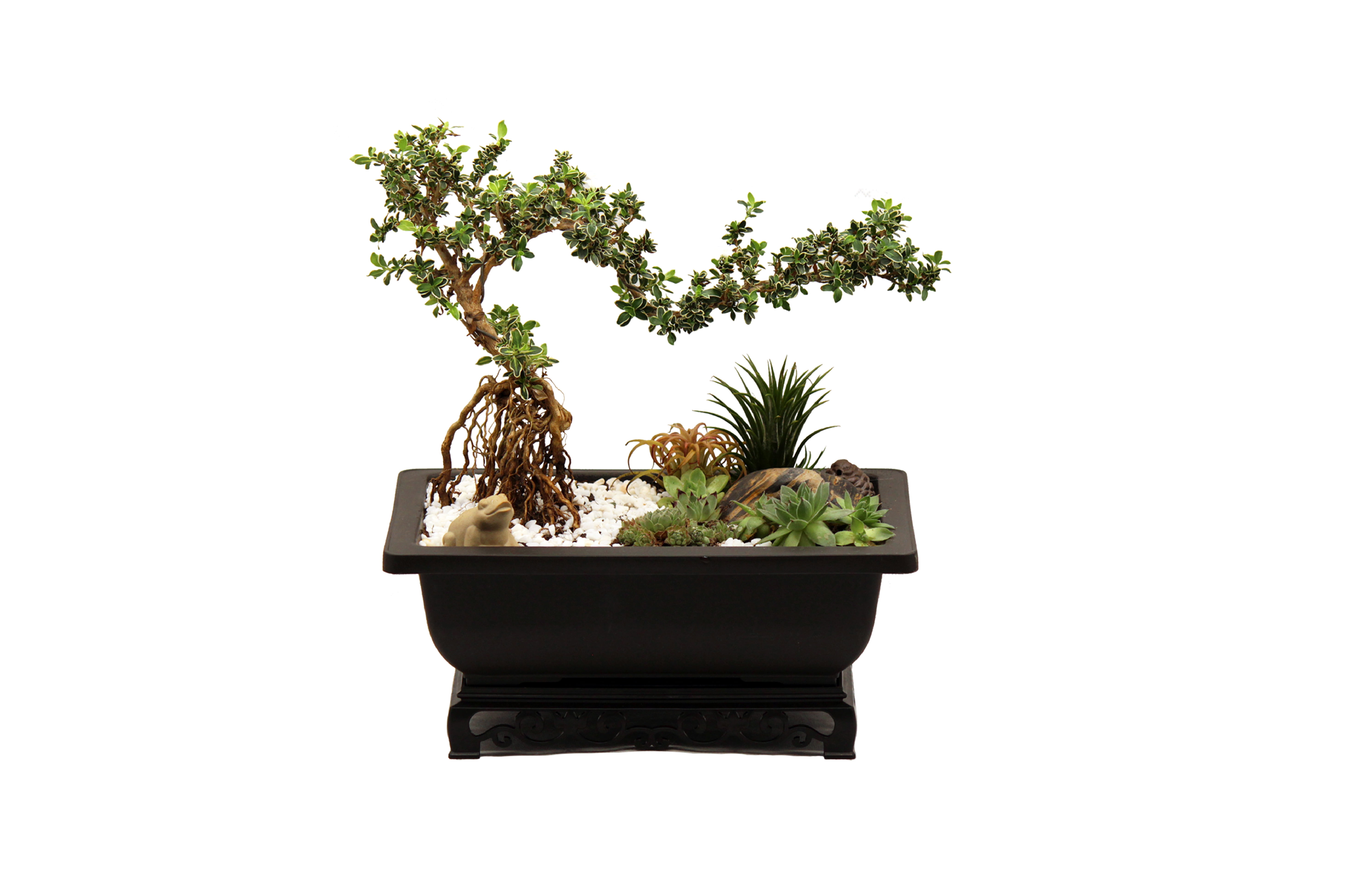 Bonsai Pot with Stand 7.5 Inch Small Bonsai Tree Training Pot Mesh Dra –  Cotta Planters