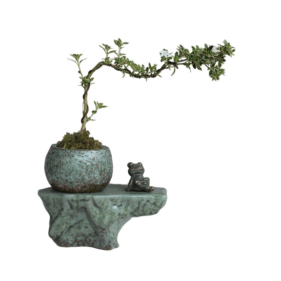 Cotta Planters Self-Watering Pot Set with Ceramic Plant Buddy Frog Figurine, Patina Glaze Planter with Wick Cord
