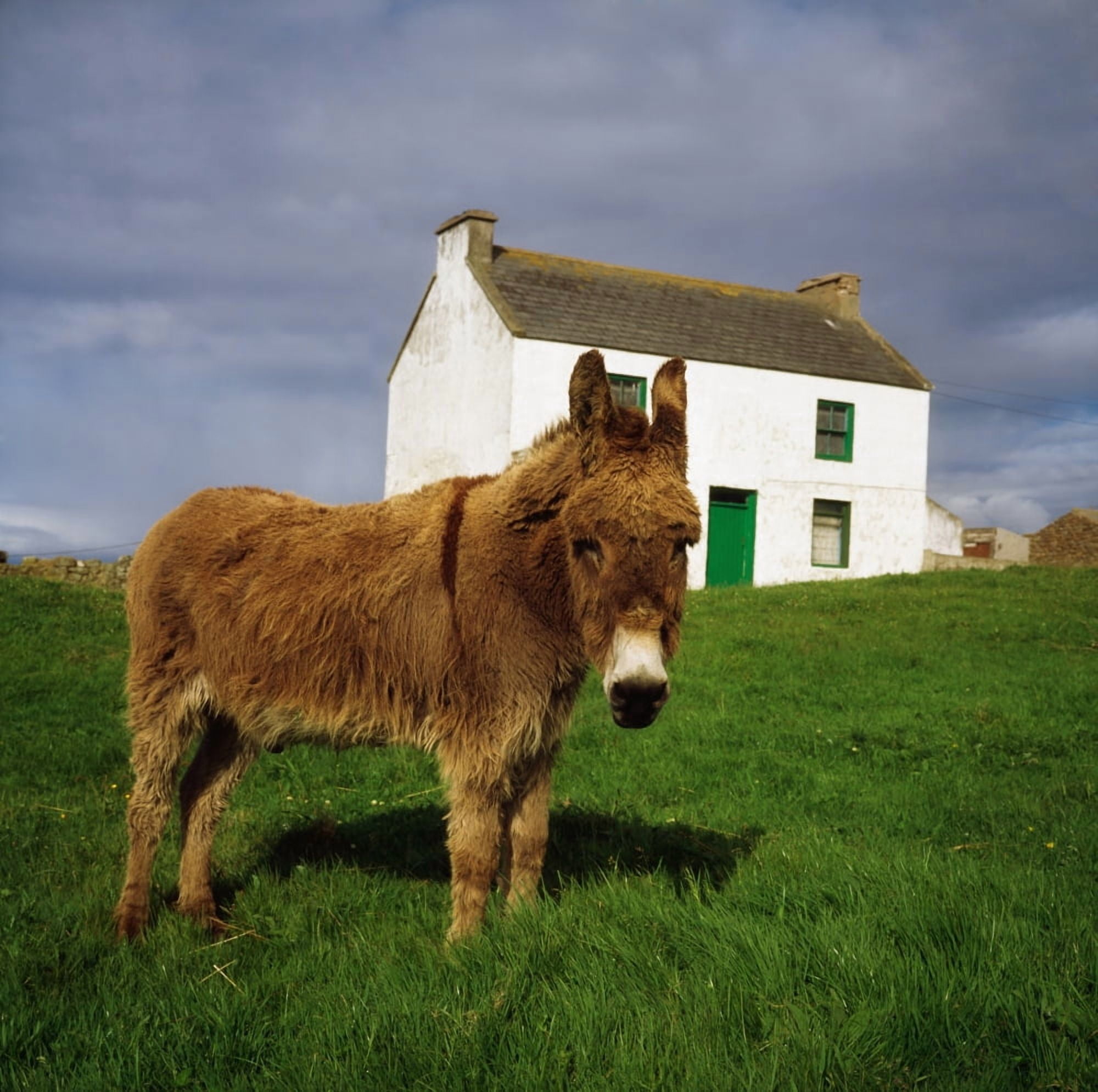 Cottage And Donkey Tory Island Canvas Art - The Irish Image Collection Design Pics (15 x 15)