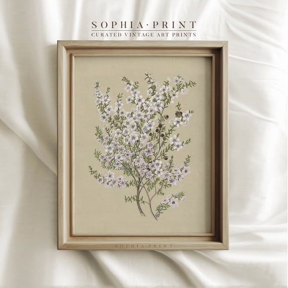 Botanical Flower Graphics Cottagecore White Flower Wall Art Print, French Country Botanical ...