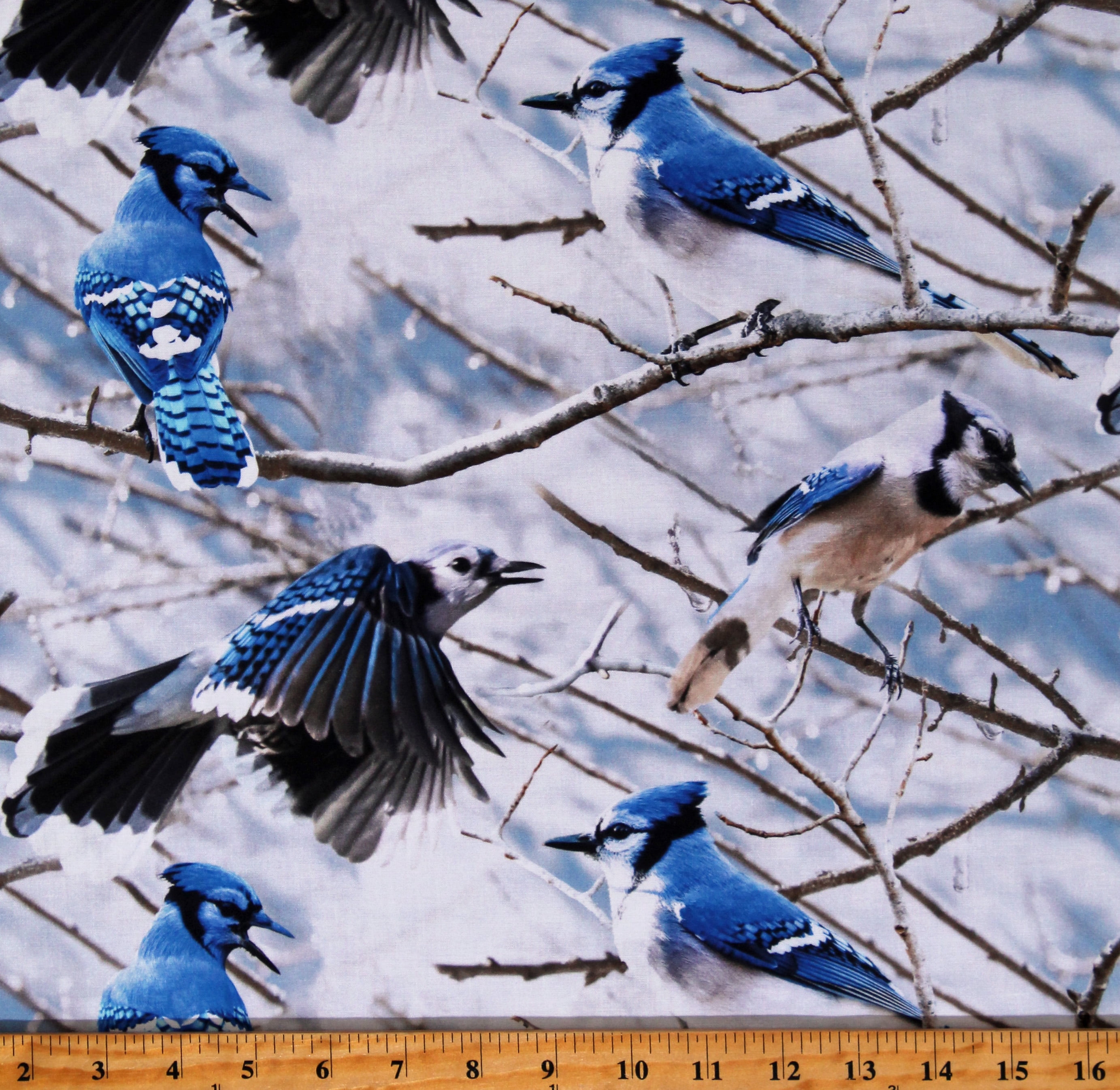 Cotton Bluejays Birds Winter Nature Christmas Call of the Wild Blue Cotton Fabric Print by the Yard (V5214-262-BLUEJAY)