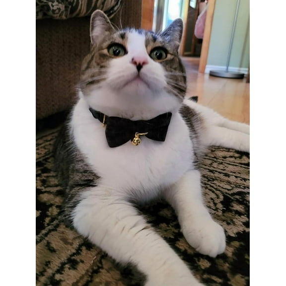 Cotton Breakaway Cat Collar with Bowtie and Bell, Adjustable Cute Soft Corduroy Kitten Collars for Girl Cats
