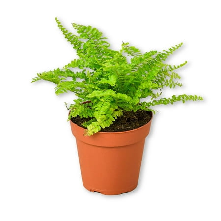 Cotton Candy Fern - Live Starter Plant in a 4 Inch Grower's Pots - Nephrolepis Exaltata - Exotic Textured Foliage for Your Garden