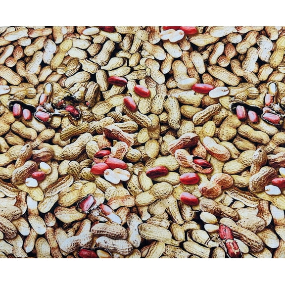 Cotton Fabric  Peanuts in the Shell 12749-70 Fabric by the Yard