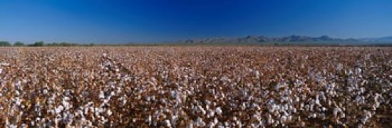 Cotton Field Canvas Art - Panoramic Images (36 x 12)