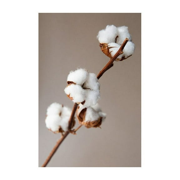 Cotton Flower Print Wall Art, Modern Wall Decor For Living Room Bedroom, 8x12 UNFRAMED