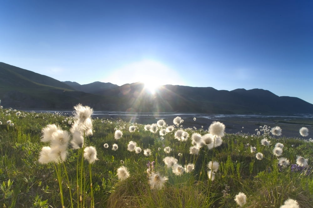 Cotton Grass & Wildflowers On Tundra Anwr Ak Summer Kongakut River Valley Canvas Art - Michael DeYoung Design Pics (34 x 22)