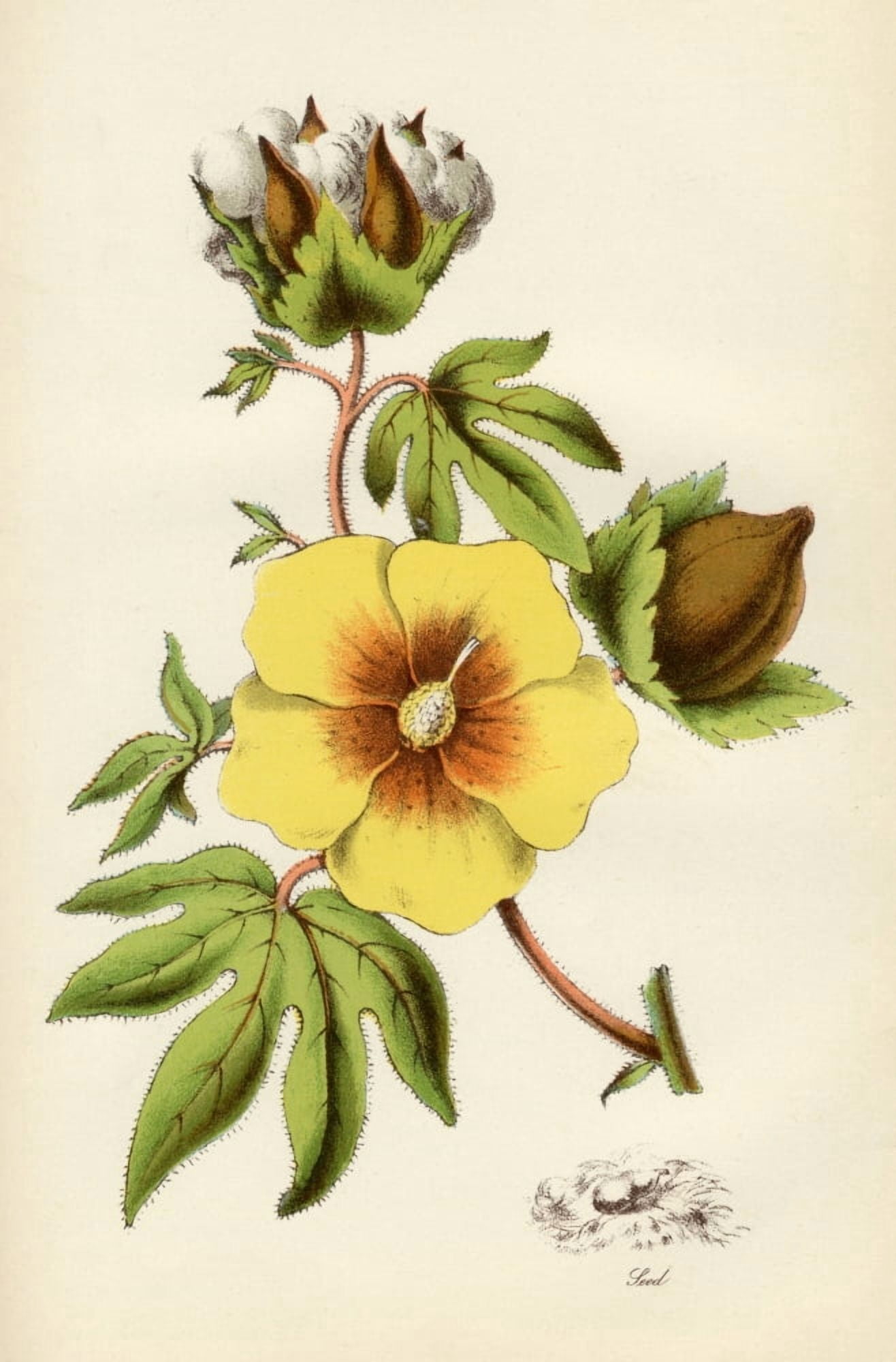 Cotton Plant From The National Encylopaedia Published By William Mackenzie London Late 19Th Century Canvas Art - Ken Welsh Design Pics (11 x 17)