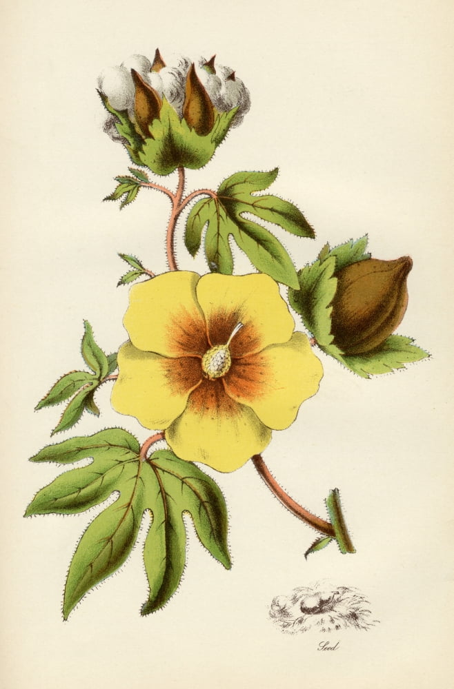 Cotton Plant From The National Encylopaedia Published By William Mackenzie London Late 19Th Century Canvas Art - Ken Welsh Design Pics (22 x 34)