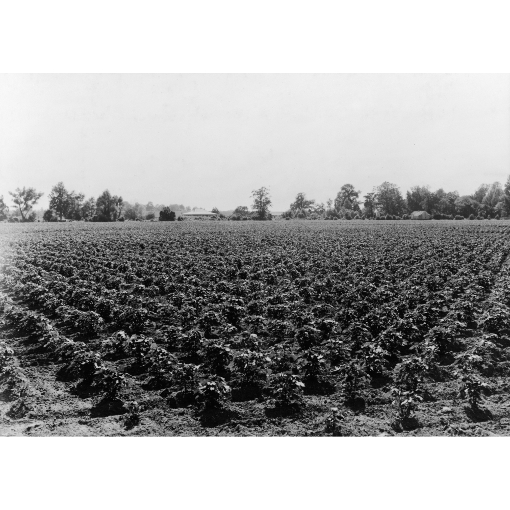 Cotton Plantation 1937. Nthe Touchberry Plantation Using The Check-Row ...