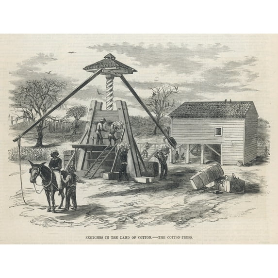 Cotton Processingusa Poster Print By Mary Evans Picture Library (24 X 18)