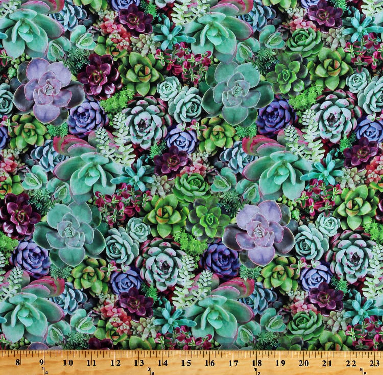Cotton-Succulents-Desert- 