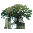 thumbnail image 1 of Cotton Tree Sierra Leone Most Famous Trees Cardboard Cutout Standee Standup, 1 of 1