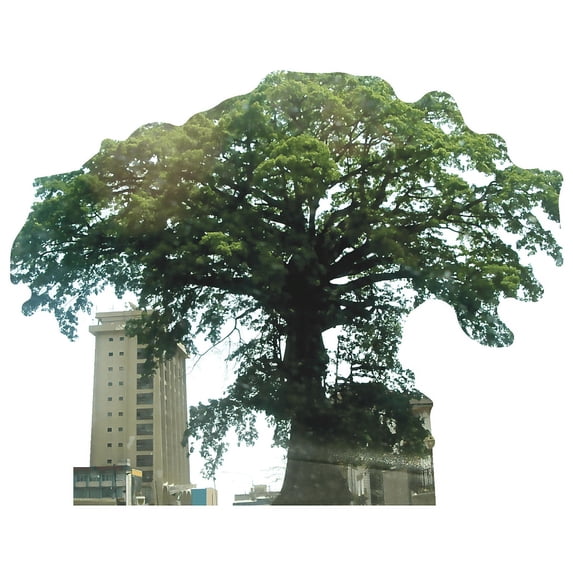 Cotton Tree Sierra Leone Most Famous Trees Cardboard Cutout Standee Standup