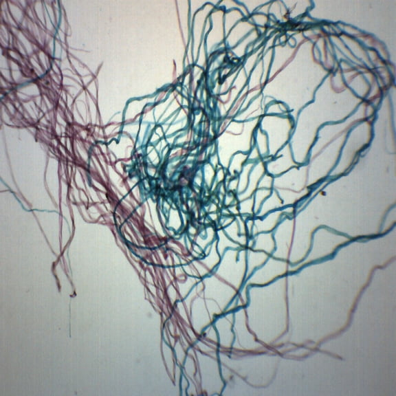 Cotton, Wholemount - Prepared Microscope Slide - 75 x 25mm - Biology & Microscopy - Eisco Labs