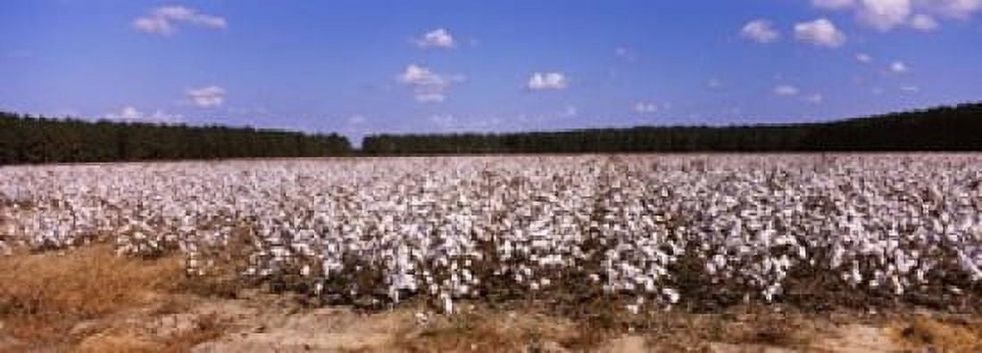 Cotton crops in a field Georgia USA Canvas Art - Panoramic Images (18 x 7)