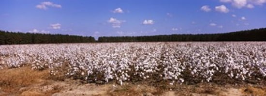 Cotton crops in a field Georgia USA Canvas Art - Panoramic Images (36 x 13)
