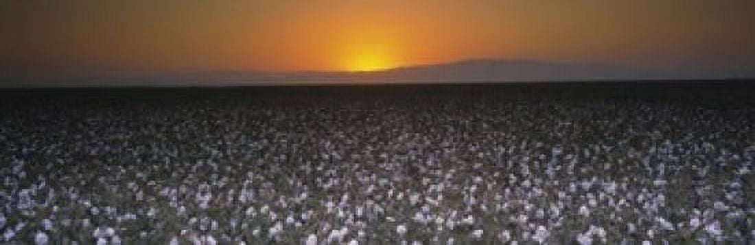 Cotton crops in a field San Joaquin Valley California USA Canvas Art - Panoramic Images (18 x 6)