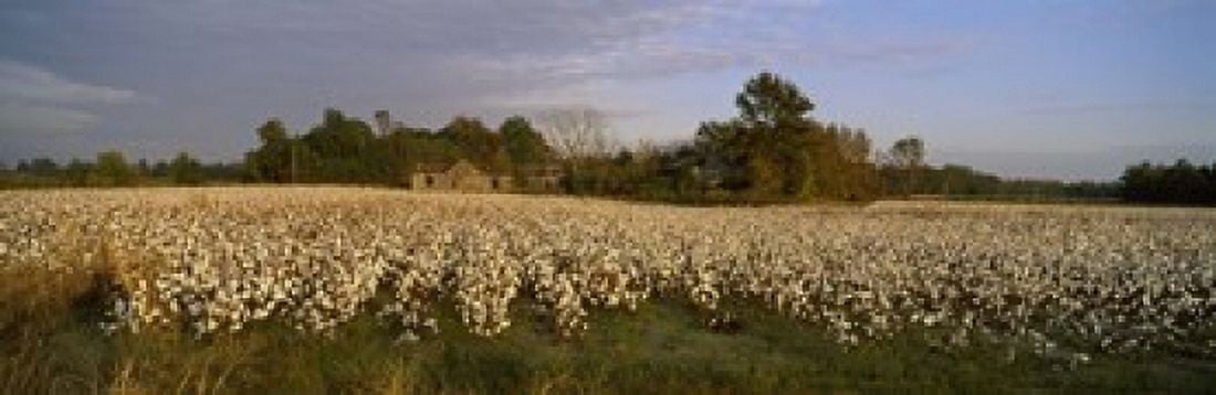 Cotton plants in a field North Carolina USA Canvas Art - Panoramic Images (18 x 6)