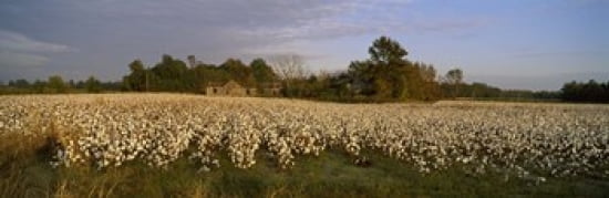 Cotton plants in a field North Carolina USA Canvas Art - Panoramic Images (36 x 12)