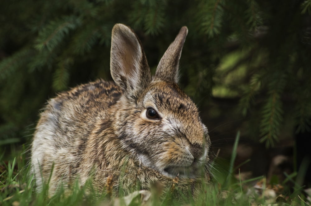 Cottontail rabbit (Sylvilagus floridanus) Les Cedres Quebec Canada Canvas Art - Steeve Marcoux Design Pics (38 x 24)