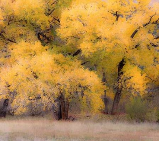Cottonwood Jemez New Mexico Canvas Art - Dana Echols (24 x 24)