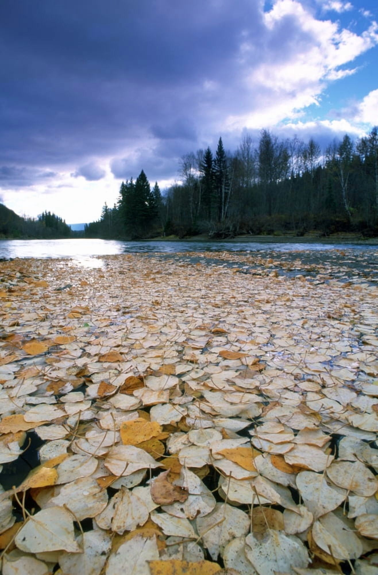 Cottonwood Leaves On Peace River British Columbia Canvas Art - David Nunuk Design Pics (11 x 18)