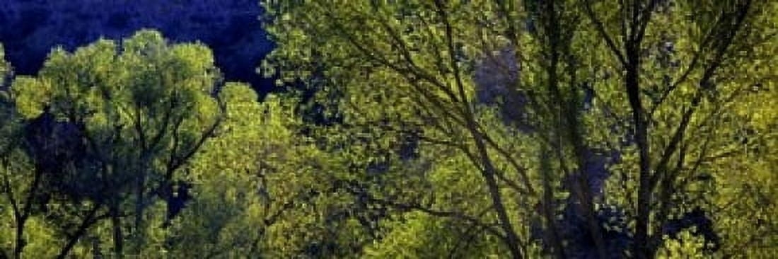 Cottonwood Trees Gila Hot Springs New Mexico Canvas Art - Panoramic Images (36 x 12)