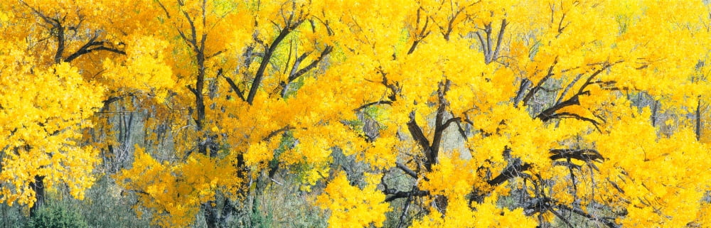Cottonwood tree in a forest El Rito New Mexico USA Canvas Art - Panoramic Images (36 x 12)