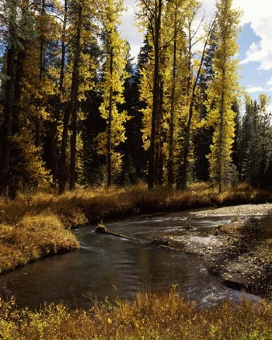 Cottonwood trees along Annie Creek Canyon Trail Crater Lake National Park Oregon USA Canvas Art - Panoramic Images (29 x 36)