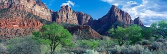 Cottonwood trees and The Watchman Zion National Park Utah USA Canvas Art - Panoramic Images (36 x 12)