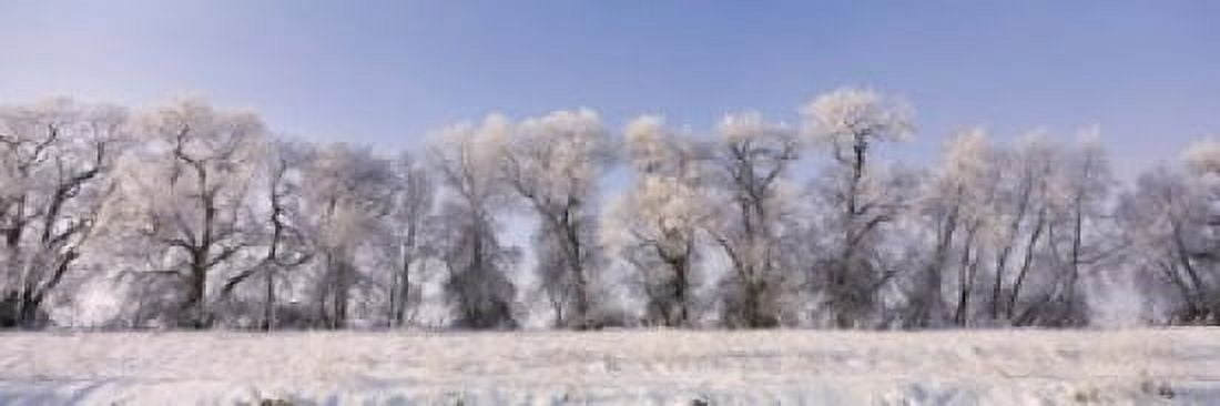 Cottonwood trees covered with snow Lower Klamath Lake Siskiyou County California USA Canvas Art - Panoramic Images (18 x 6)
