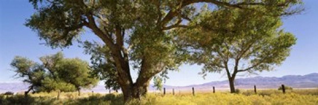 Cottonwood trees in a field Owens Valley California USA Canvas Art - Panoramic Images (18 x 6)