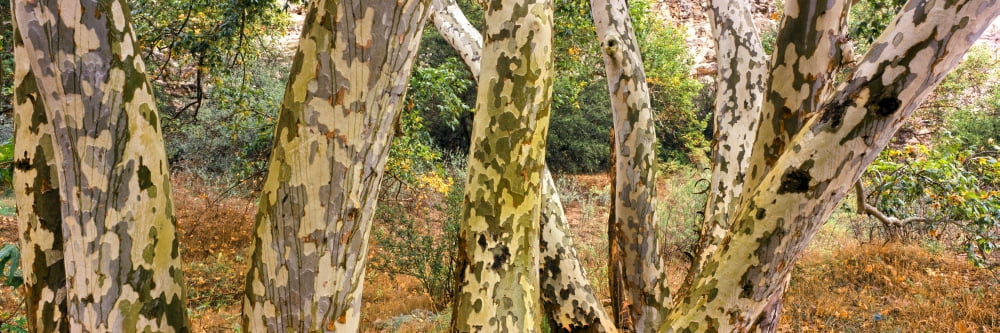 Cottonwood trees in a forest Montezuma Castle National Monument Arizona USA Canvas Art - Panoramic Images (27 x 9)