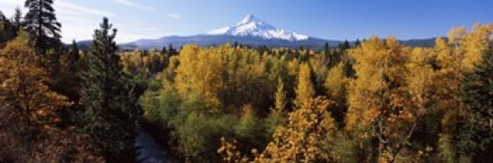 Cottonwood trees in a forest Mt Hood Hood River Mt Hood National Forest Oregon USA Canvas Art - Panoramic Images (36 x 12)