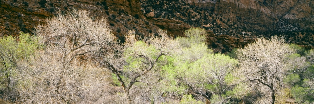 Cottonwoods trees in a grove Virgin River Zion National Park Utah USA Canvas Art - Panoramic Images (27 x 9)