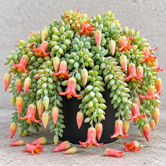 Cotyledon Pendens Live Plant, 2 Inch Pot, Trailing Succulent Plant with Pendant Foliage for Indoor Spaces and Containers