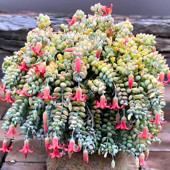 Cotyledon Pendens Plant in 2 Inch Pot
