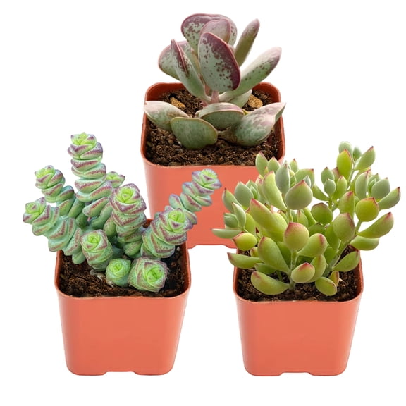 Cotyledon Pendens Succulent Hanging Plant-2" Pot Succulents String of Buttons & Succulents Trailing Succulents Houseplant, Calico Hearts Small Succulent Plant For Home Indoor OutdooR