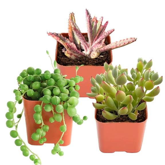 Cotyledon Pendens Succulent Hanging Plant-2" Pot Succulents String of Pearls Style Succulent Hanging Trailing Succulents Houseplant, Pink Butterfly Kalanchoe Small Succulent Plant For Home 3 Pack