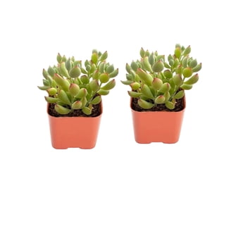 Succulent Empire
